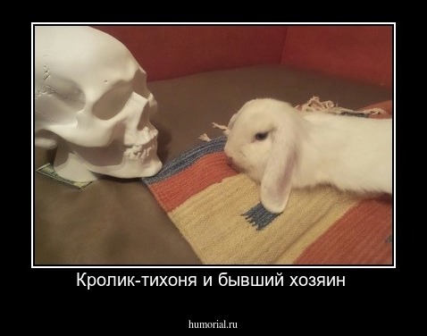 Кролик-тихоня и бывший хозяин 