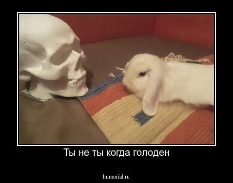 Ты не ты когда голоден