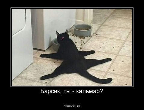 Барсик, ты - кальмар?