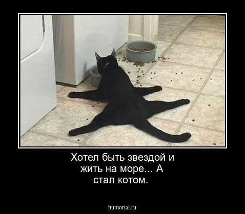 Хотел быть звездой и жить на море... А стал котом.