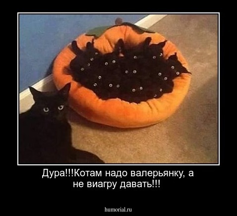 Дура!!!Котам надо валерьянку, а не виагру давать!!!