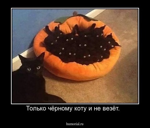 Только чёрному коту и не везёт.  