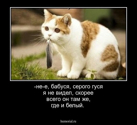 -не-е, бабуся, серого гуся я не видел, скорее всего он там же,  где и белый. 