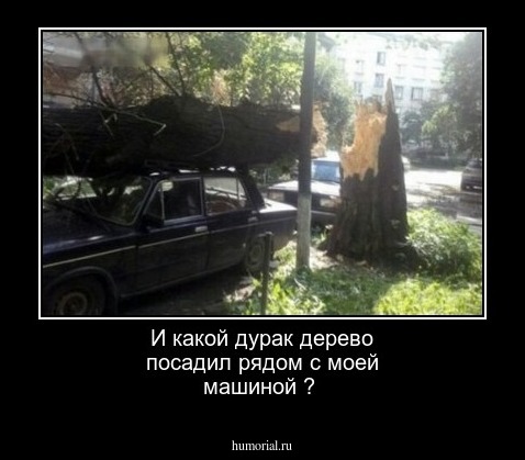 И какой дурак дерево посадил рядом с моей машиной ?