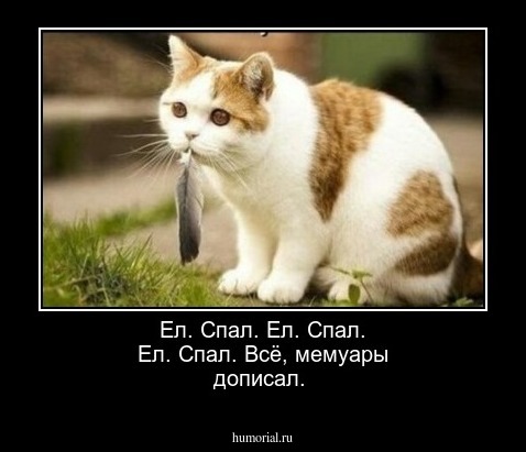 Ел. Спал. Ел. Спал. Ел. Спал. Всё, мемуары дописал.