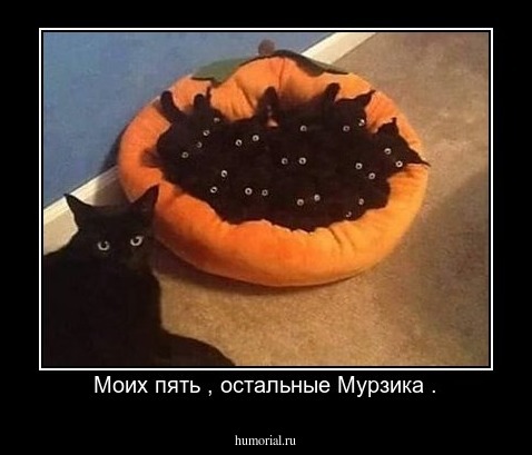 Моих пять , остальные Мурзика .