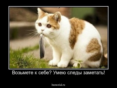 Возьмете к себе? Умею следы заметать!