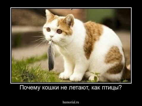 Почему кошки не летают, как птицы?