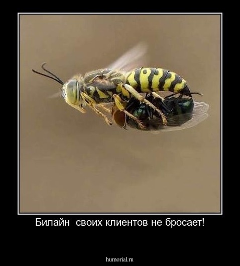 Билайн  своих клиентов не бросает!
