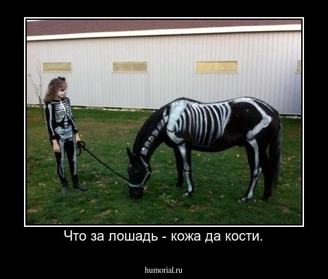 Что за лошадь - кожа да кости.