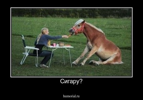 Сигару?