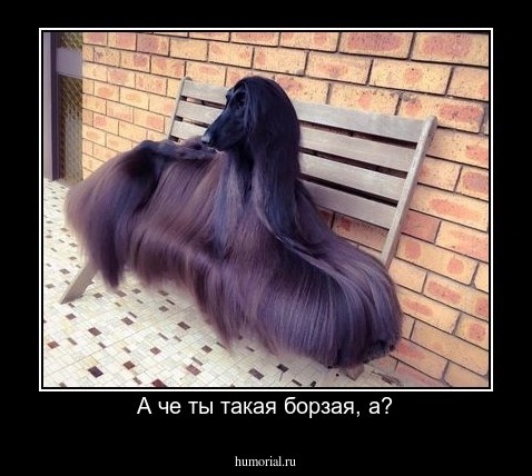 А че ты такая борзая, а?