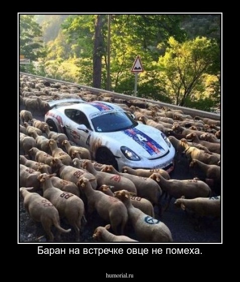 Баран на встречке овце не помеха.