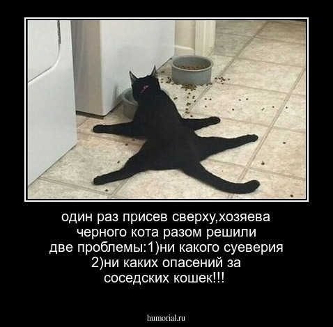 один раз присев сверху,хозяева черного кота разом решили две проблемы:1)ни какого суеверия 2)ни каких опасений за соседских кошек!!!