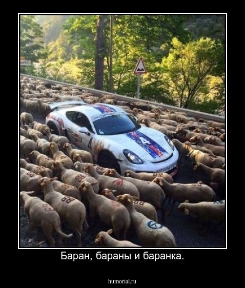 Баран, бараны и баранка.