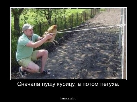 Сначала пущу курицу, а потом петуха.