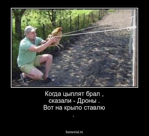 Когда цыплят брал , сказали - Дроны . Вот на крыло ставлю .