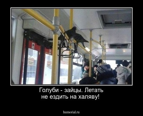 Голуби - зайцы. Летать не ездить на халяву!