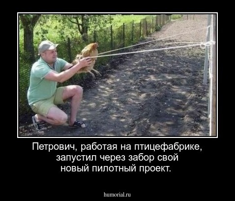 Петрович, работая на птицефабрике, запустил через забор свой новый пилотный проект.