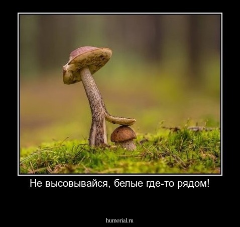 Не высовывайся, белые где-то рядом!
