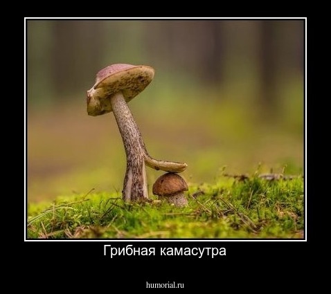 Грибная камасутра