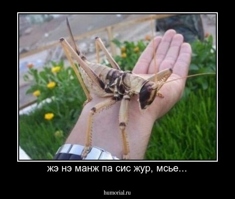 жэ нэ манж па сис жур, мсье...