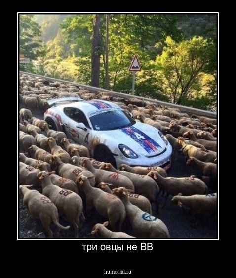 три овцы не ВВ