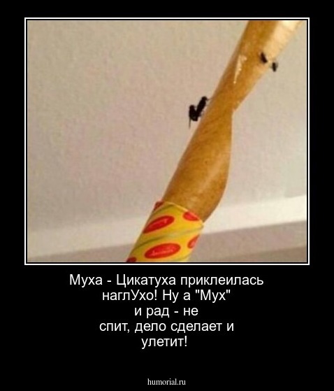 Муха - Цикатуха приклеилась наглУхо!
Ну а "Мух" и рад - не спит, дело сделает и улетит!