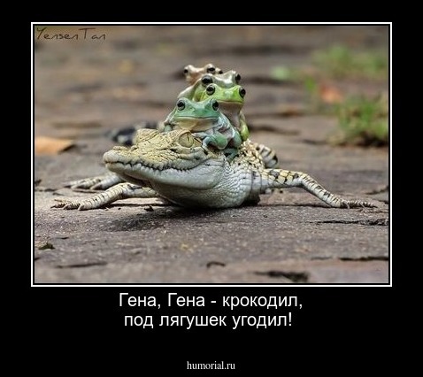 Гена, Гена - крокодил, под лягушек угодил!
