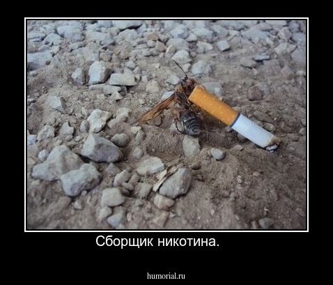 Сборщик никотина.    