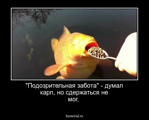 "Подозрительная забота" - думал карп, но сдержаться не мог.