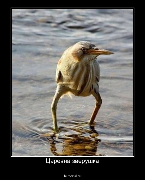 Царевна зверушка