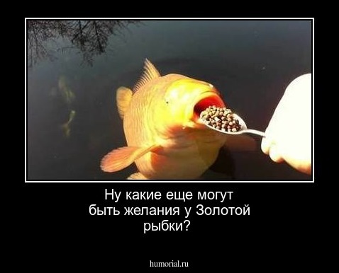 Ну какие еще могут быть желания у Золотой рыбки?