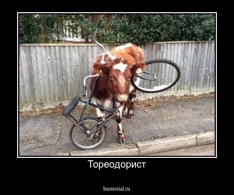 Тореодорист