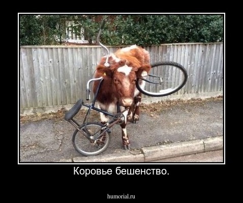 Коровье бешенство.