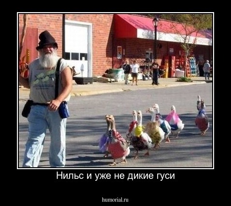 Нильс и уже не дикие гуси