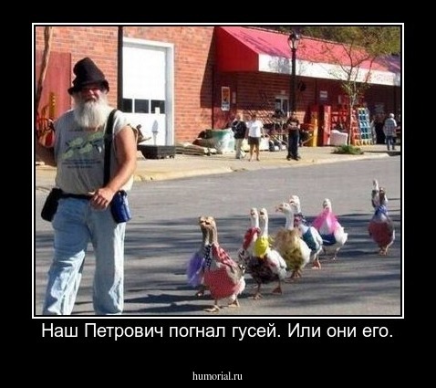 Наш Петрович погнал гусей. Или они его.