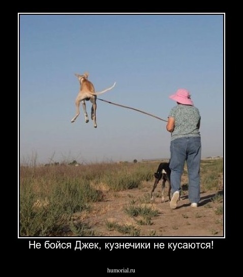 Не бойся Джек, кузнечики не кусаются!