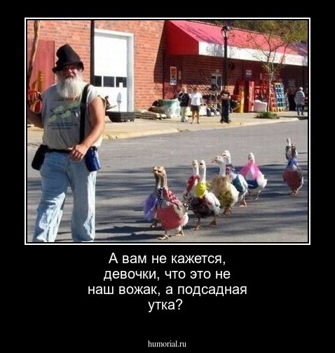 А вам не кажется, девочки, что это не наш вожак, а подсадная утка?