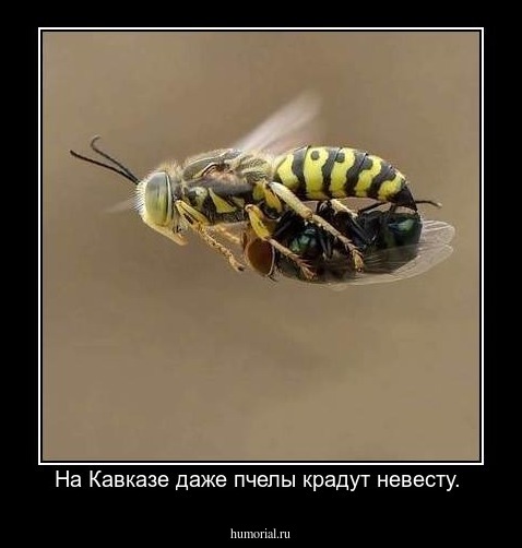 На Кавказе даже пчелы крадут невесту. 