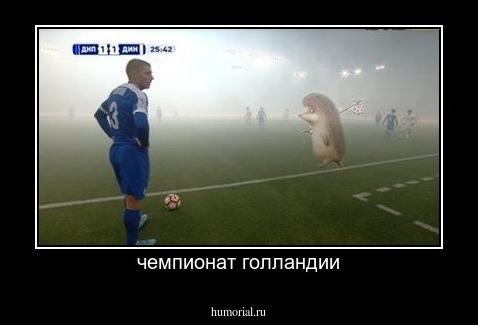 чемпионат голландии