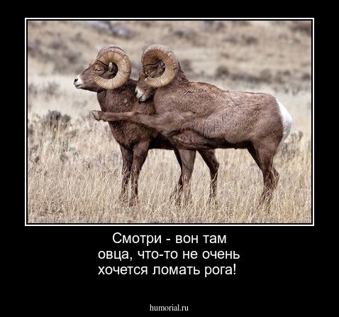 Смотри - вон там овца, что-то не очень хочется ломать рога!
