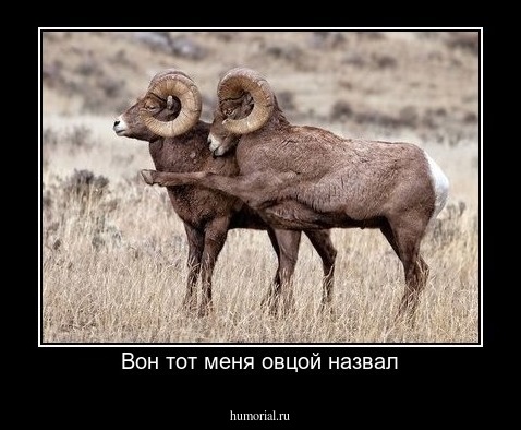 Вон тот меня овцой назвал