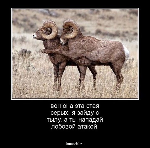 вон она эта  стая серых,  я  зайду  с тылу,  а  ты нападай  лобовой  атакой  