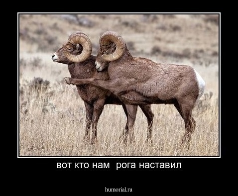 вот кто нам  рога наставил