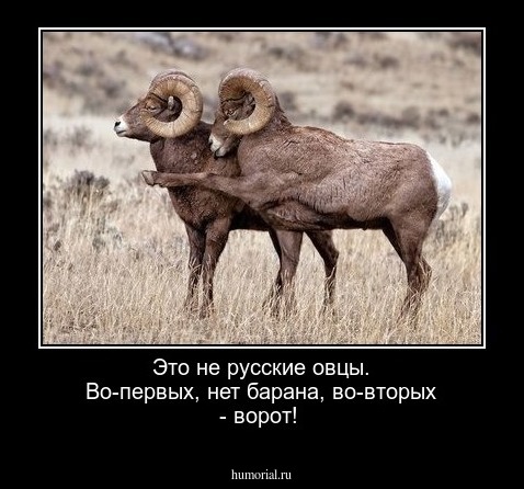 Это не русские овцы. Во-первых, нет барана, во-вторых - ворот!