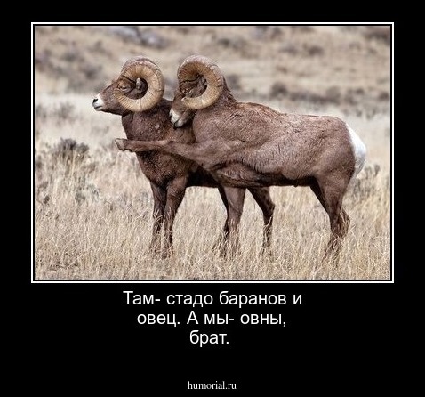 Там- стадо баранов и овец. А мы- овны, брат.