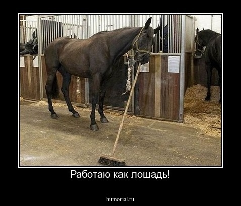 Работаю как лошадь!