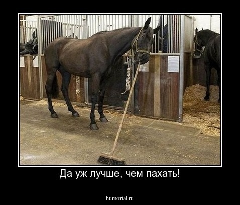 Да уж лучше, чем пахать!