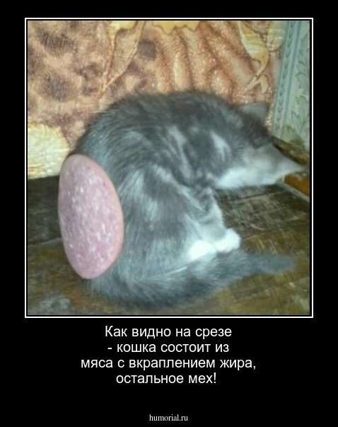 Как видно на срезе - кошка состоит из мяса с вкраплением жира, остальное мех!
